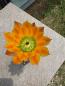 Preview: Echinocereus ctenoides